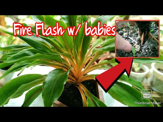 organic plant seeds Heirloom Vegetable Seeds