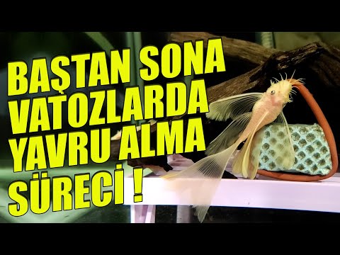 VATOZLARDA YAVRU ALMA