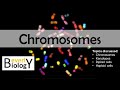 Chromosomes (diploid vs haploid) - updated