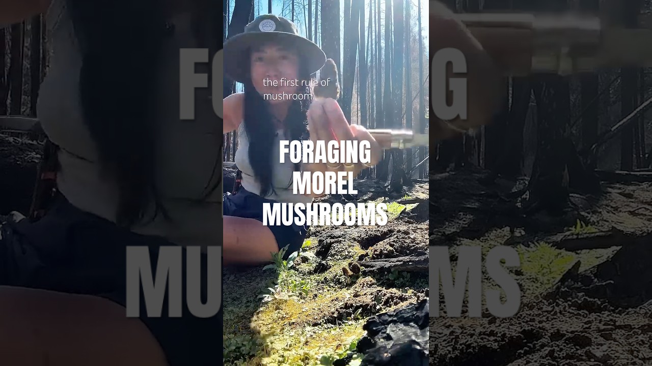 Morel foraging 101 