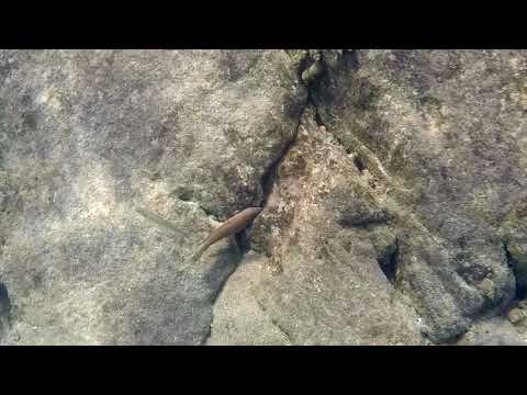 Swimming With Cichlids - Lamprichthys tanganicanus Kekese