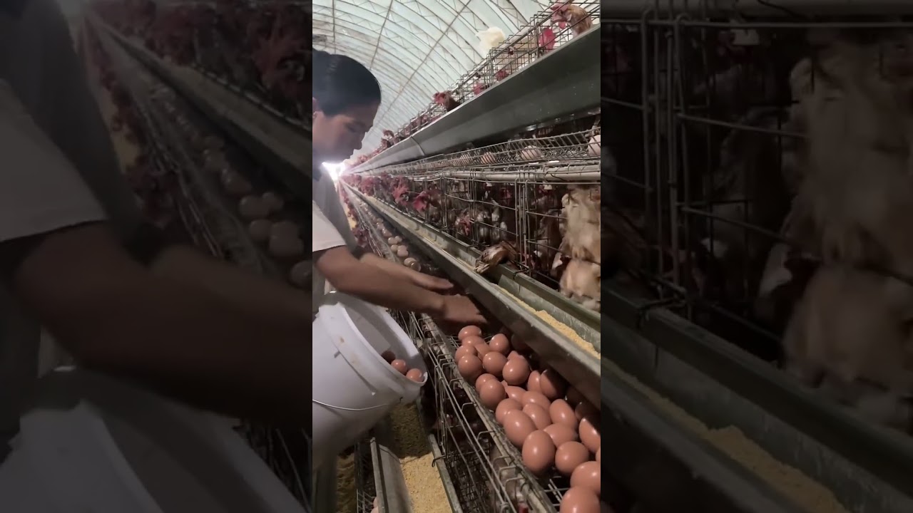 Collecting Desi Chicken Eggs