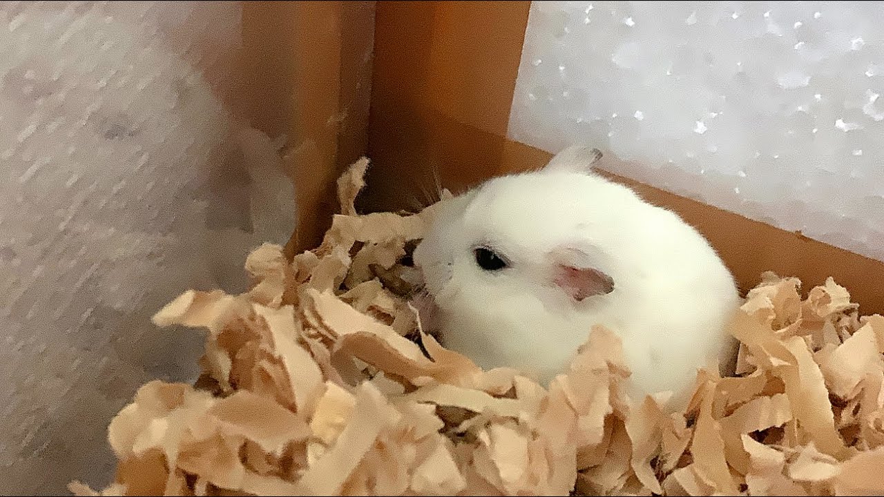 【ハムスター】ミルワームを受取って食べるジャンガリアンハムスター【4K】Djungarian hamster receiving and
