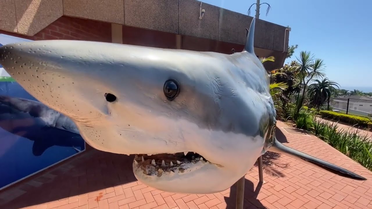 Sharks Board - Umhlanga