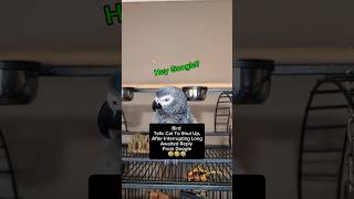 Bird Tells Cat To Shut Up