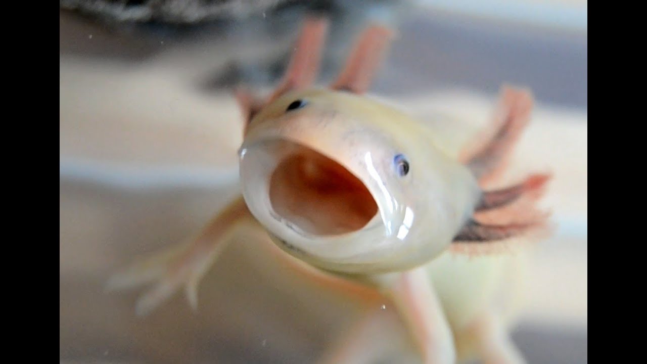 Axolotl | Post Photos 25-02-18 #3 — Steemit