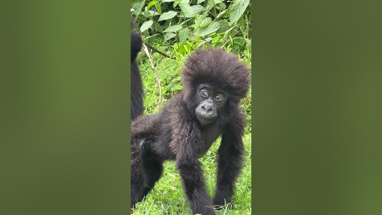 Baby mountain gorilla with a wild shock of hair. So cute! (Andy