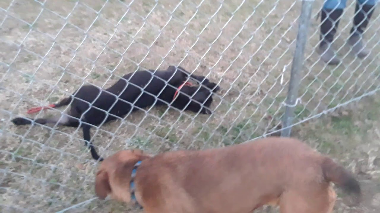 Margo and Mama T enjoying play time