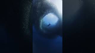 Moalboal Sardines Run