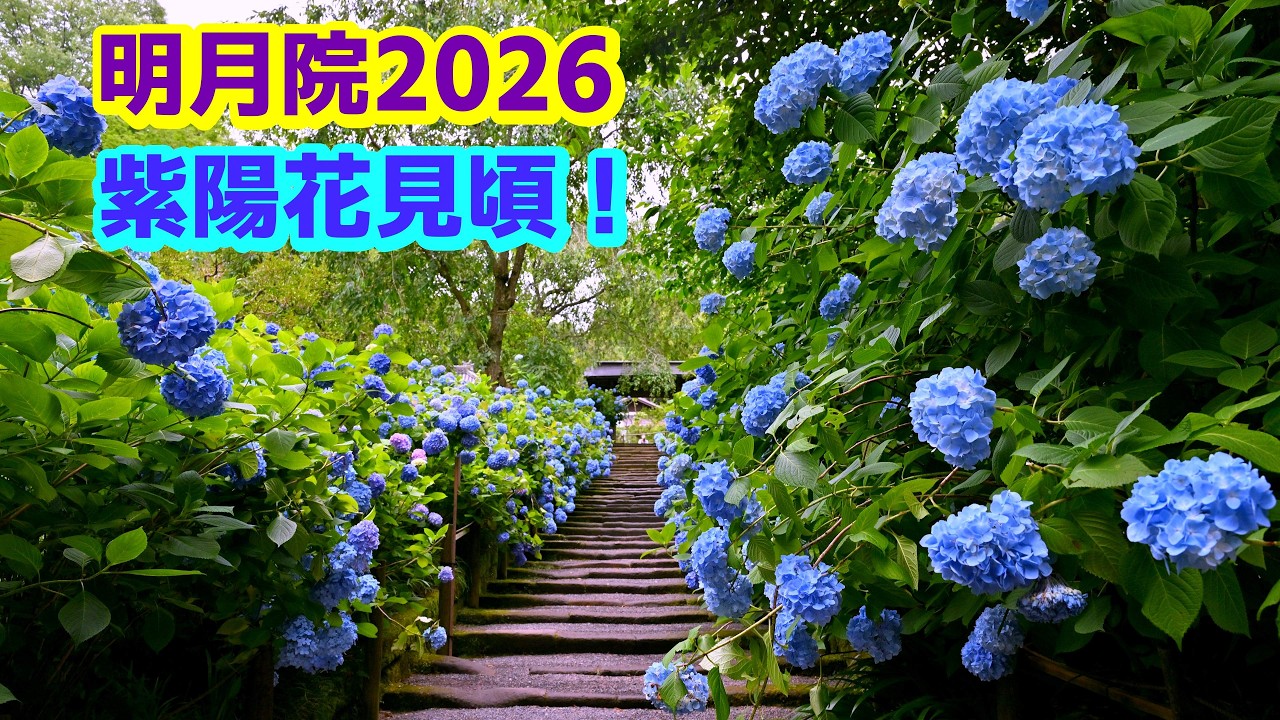 4K】「紫陽花」見頃！＠鎌倉「明月院」2026 - YouTube
