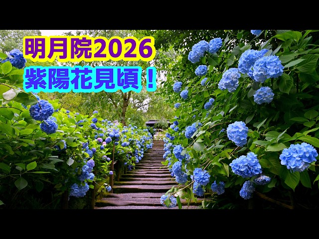 4K】「紫陽花」見頃！＠鎌倉「明月院」2026 - YouTube