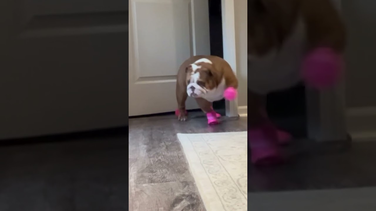 Funny Bulldog Doesn't Like New Rain Boots