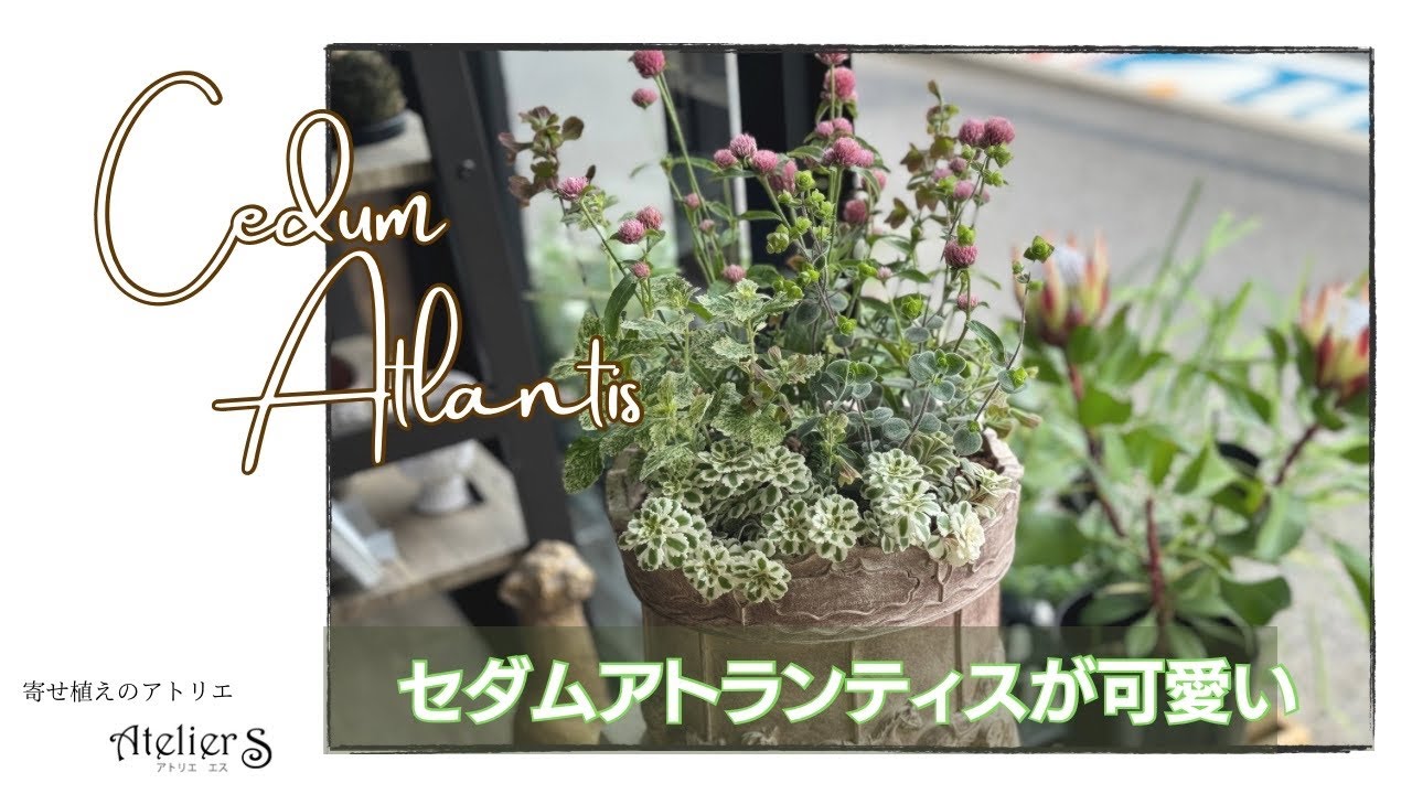 ライブ配信】セダム/アトランティスが可愛い寄せ植え【ガーデニング