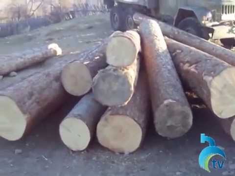 ბორჯომსა და ადიგენში 7 არარეგისტრირებული სახერხი დალუქეს