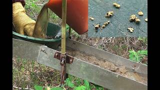 ЗОЛОТОЙ ОСТРОВ -2! Золото прямо под ногами! #gold #золото #самородок