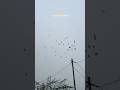 Foggy morning be like 😶🌫️😍- #shorts #minivlog