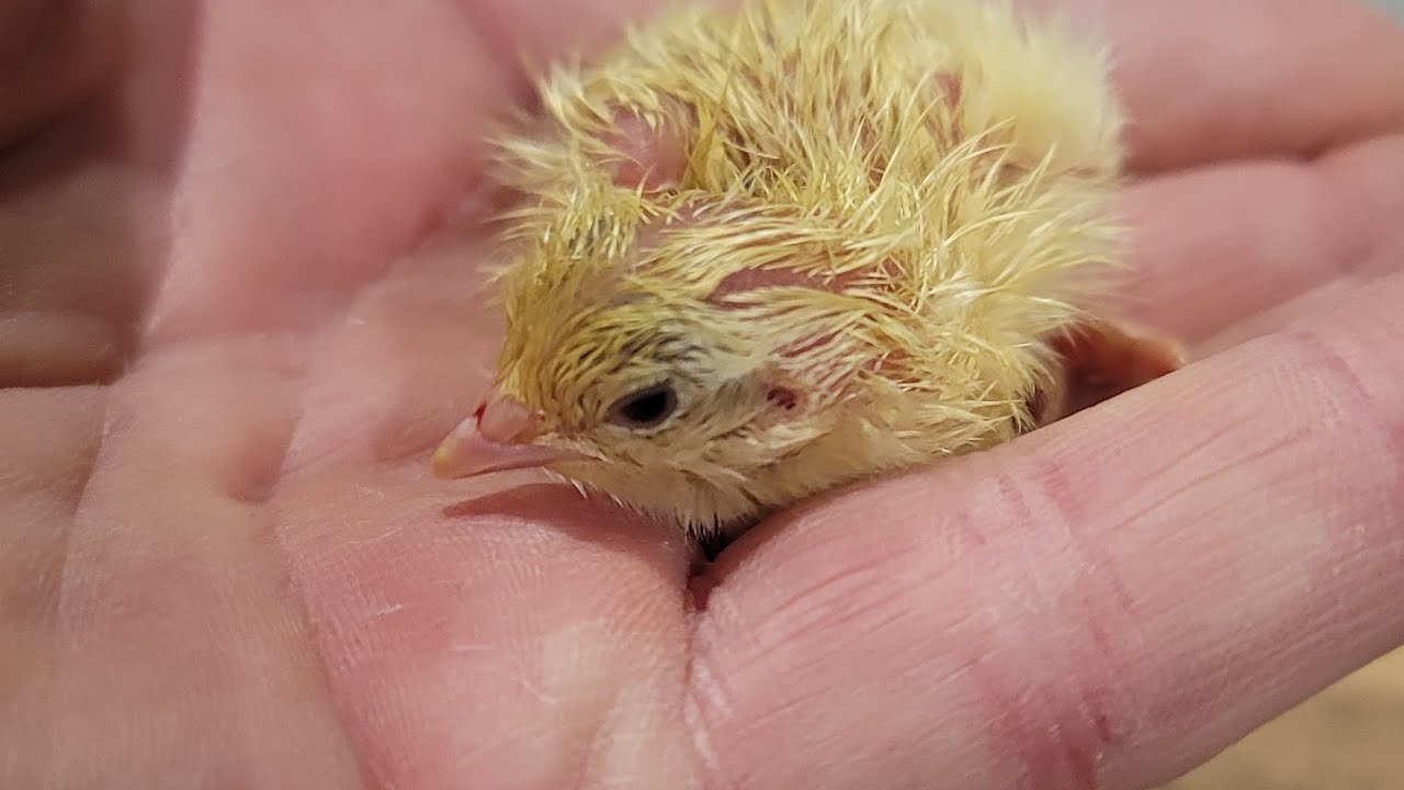Incubator to Brooder transition - moving Quail from the incubator to ...