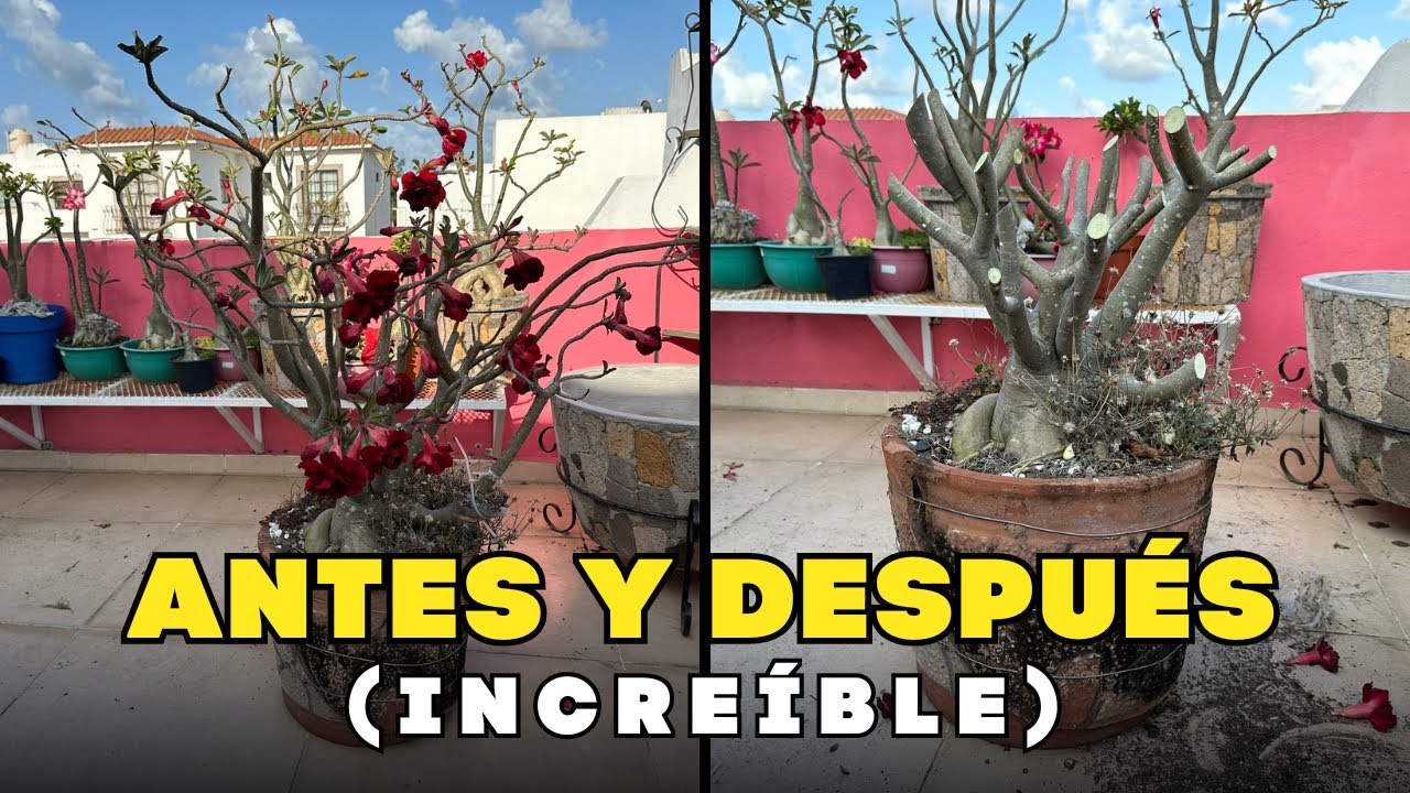 Poda y cambio de mazeta de nuestra rosa del desierto