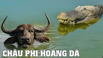 ⚠️Cá Sấu Khổng Lồ Sông Nile – Kẻ Săn Mồi Tối Thượng