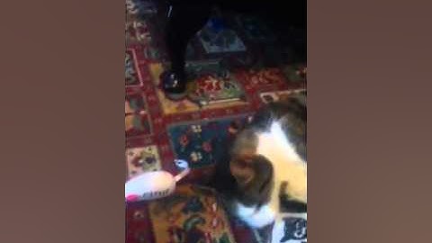 Catnip junkie brawl