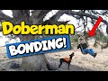 5 Ways I&#39;m Bonding with My Doberman Arlo!