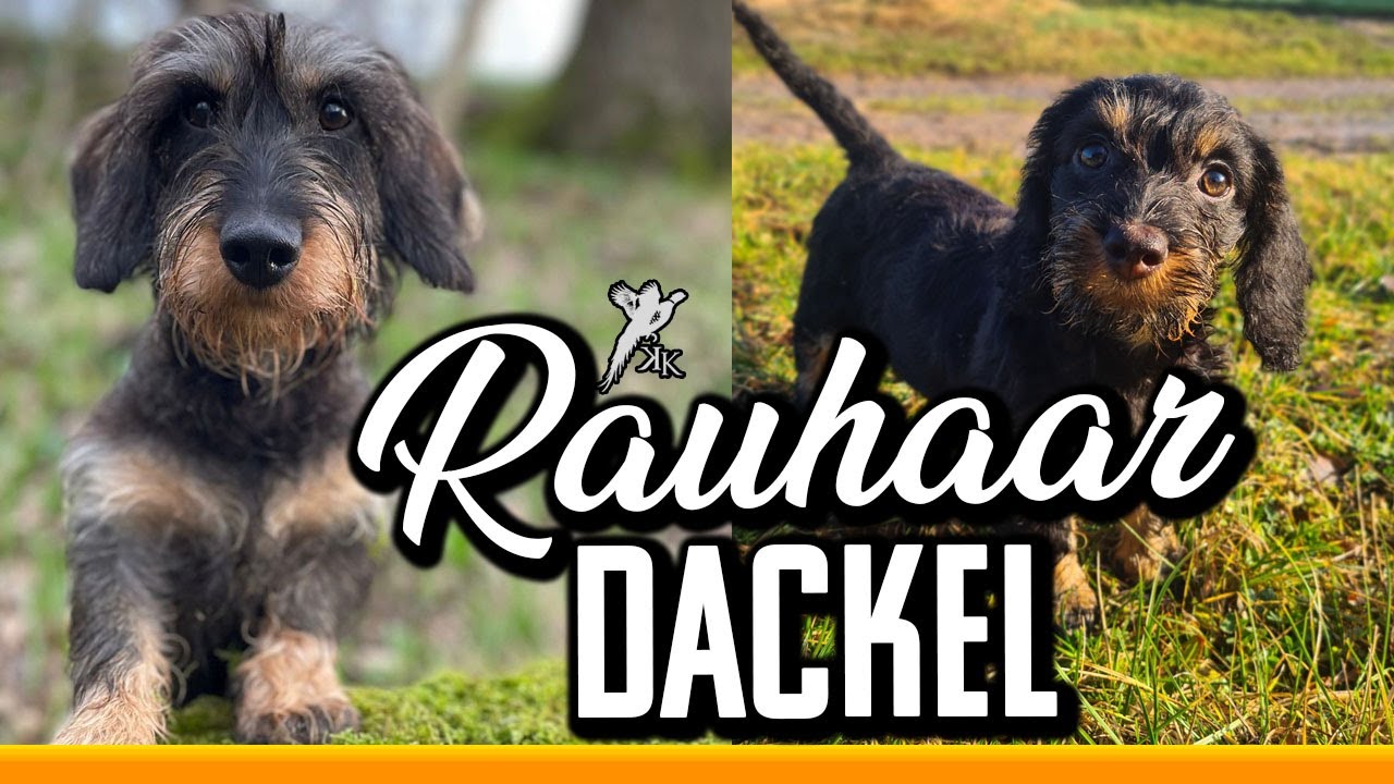 Azeeda Gummistempel ‚Drahthaariger Dackel‘ – Unmontiert, Größe A7, Für Karten, Scrapbooking & Basteln