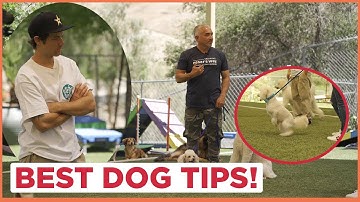 These Dogs Have No Boundaries! (Feat. Chris Joslin)