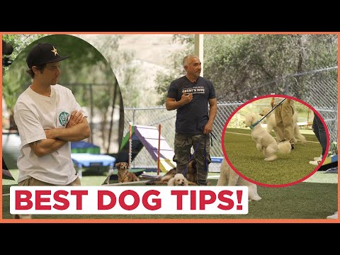 These Dogs Have No Boundaries! (Feat. Chris Joslin)
