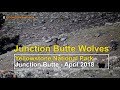 Junction Butte Wolf Pack Hunts Elk in Yellowstone National Park