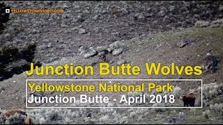 Junction Butte Wolf Pack Hunts Elk in Yellowstone National Park by Yellowstone Video 5,004 views 5 years ago 12 minutes, 14 seconds