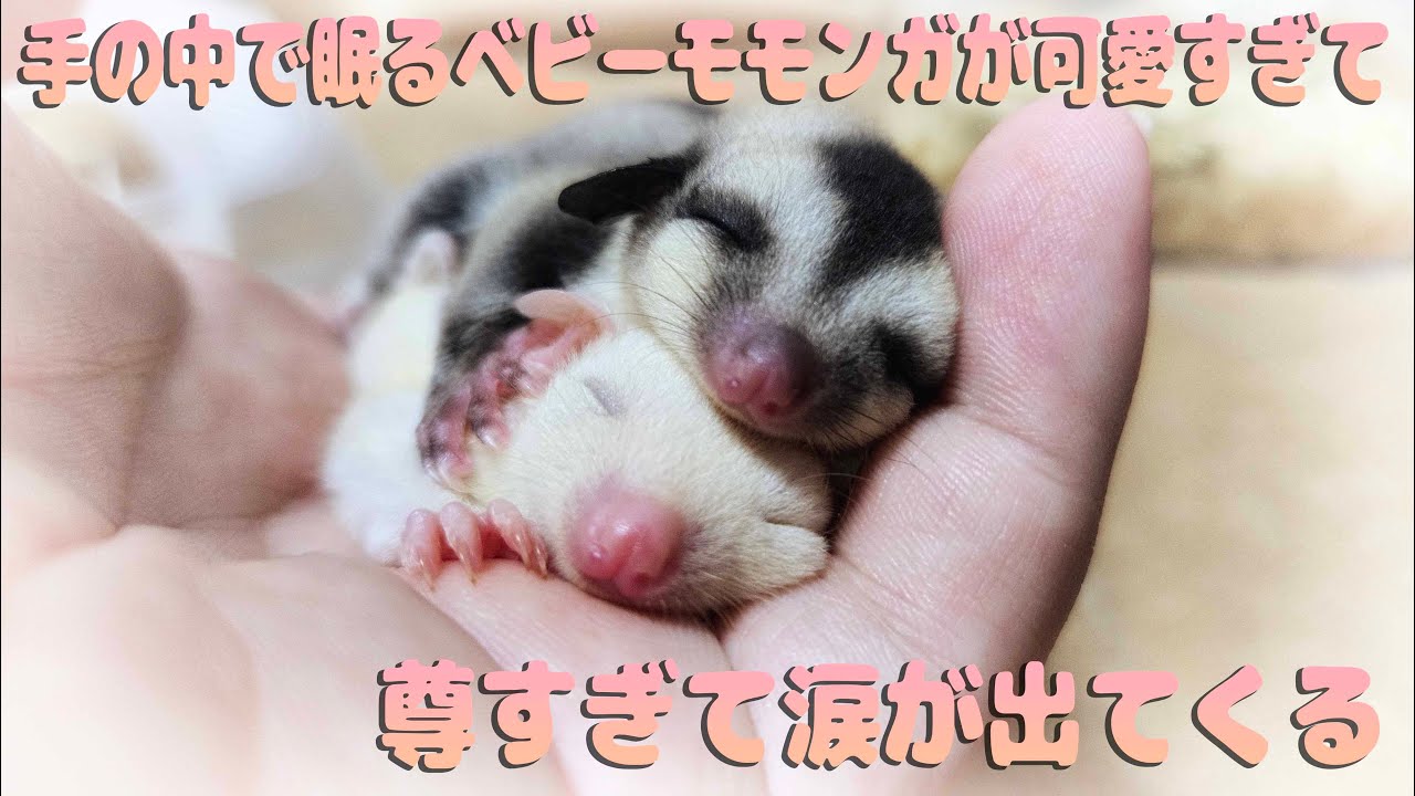 ベビーモモンガが可愛すぎて情緒がぶっ壊れる