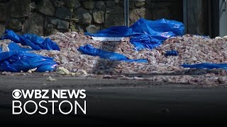 40 000 pounds of squid spills onto Rhode Island road