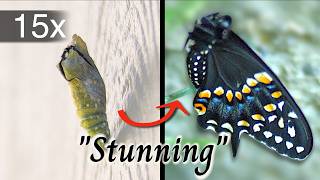 🦋Butterfly Chrysalis Metamorphosis - Amazing Time Lapse Transformation