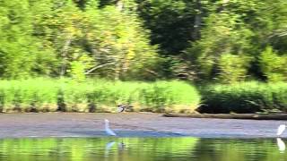 Bandit_8473.AVI