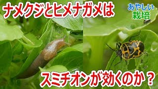 ナメクジやヒメナガメにスミチオンは効くのか！？【あやしい栽培 第10回】