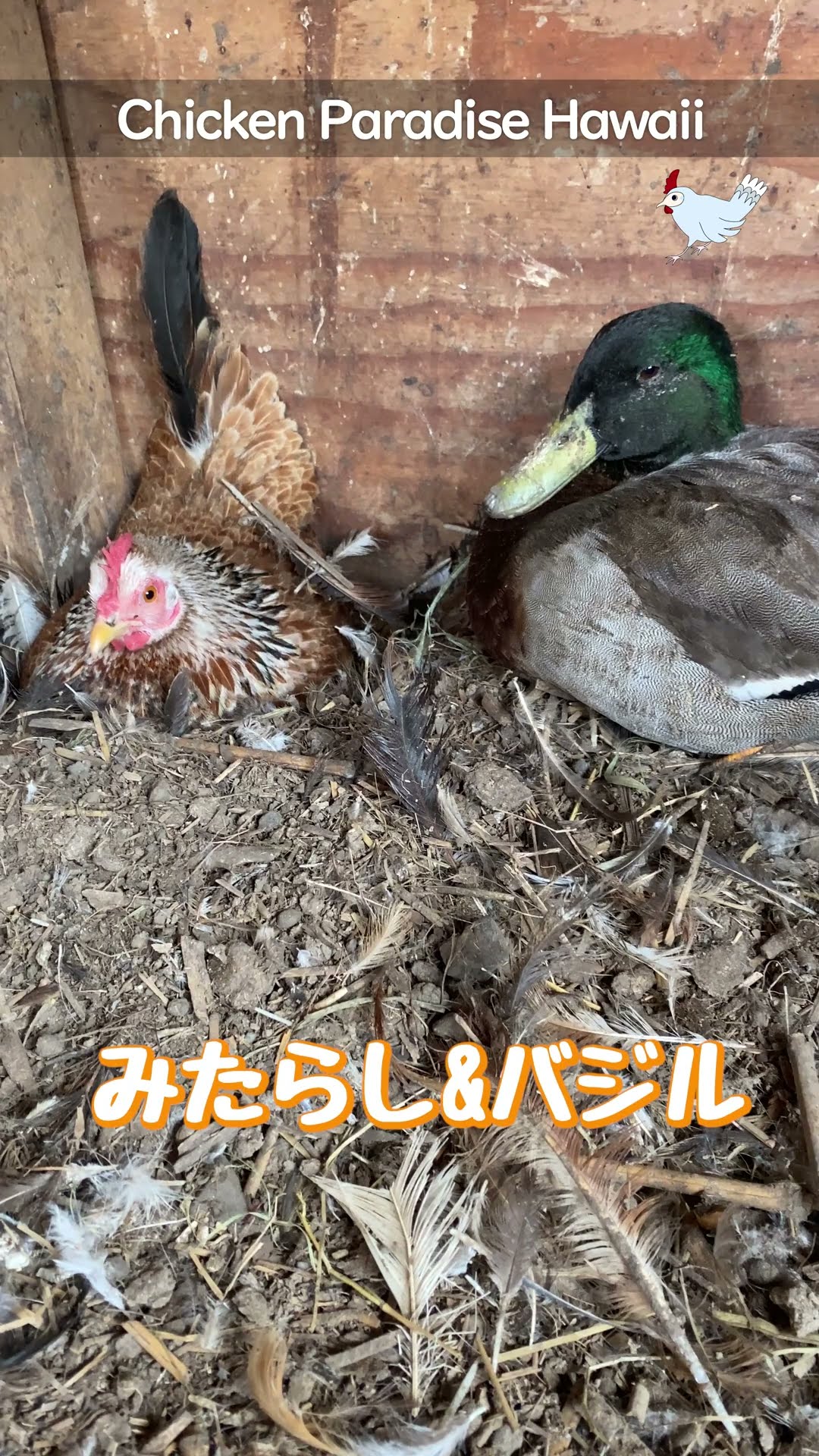 Basil and Mitarashi, friends