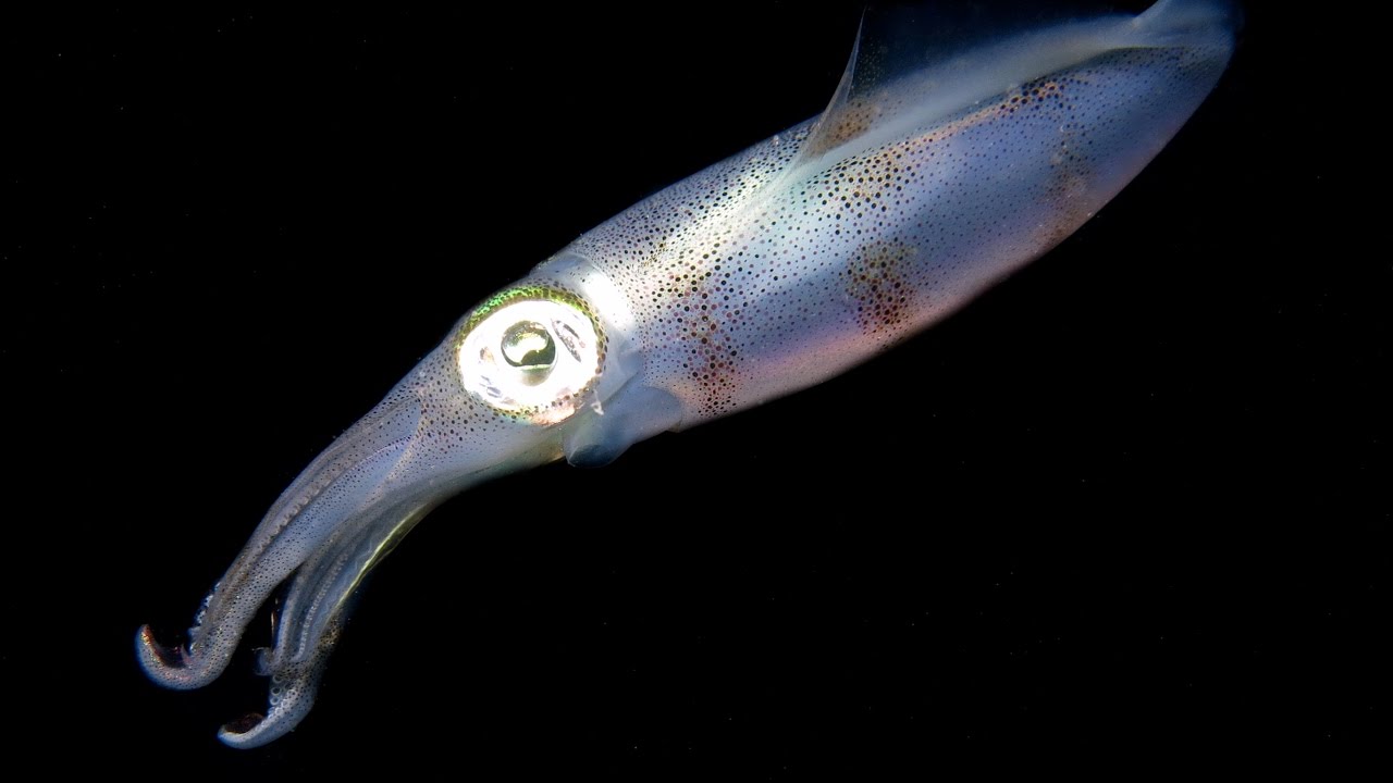 Night Dive - Nungwi Reef