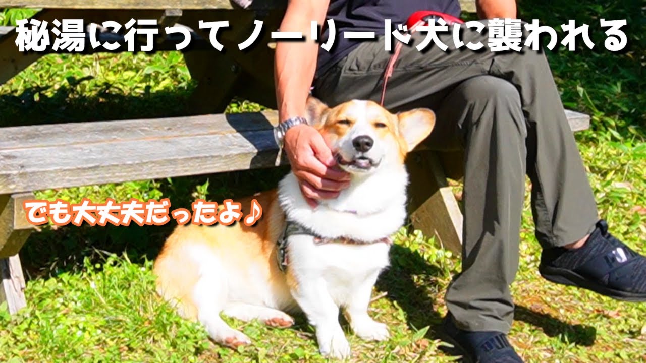 秘湯に行ってノーリードの犬に襲われたけど その後はしっかり旅を楽しむコーギー 最後は犬の手作りごはんの コタ飯 です Youtube
