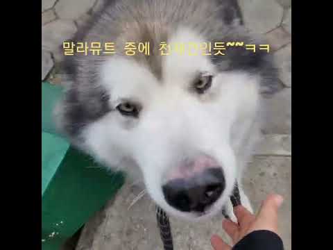 산책 준비하기! 똑띡해!