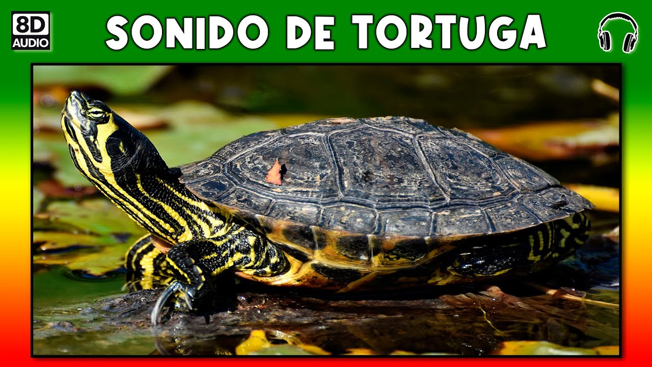 Que Sonido Hacen Las Tortugas De Agua