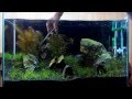 #20.石組レイアウト 水槽立ち上げ part3 3週目のトリミングと掃除編(Aquascaping　Iwagumi set up)