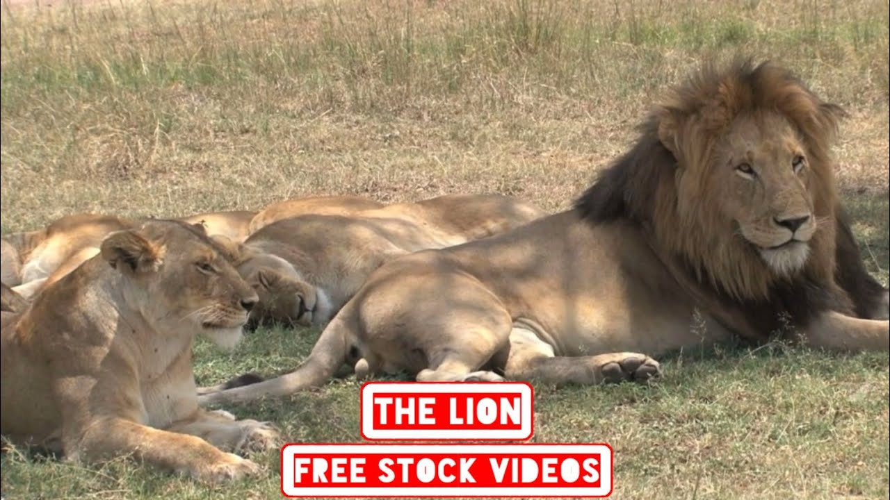 LION | Free Stock Video | No Copyright Video | Royalty Free Video | Lions Free Videos