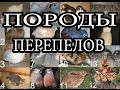 Современные породы перепелов