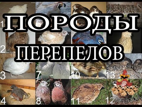 Породы перепелов