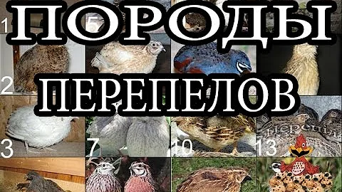 Породы перепелов