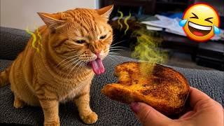 😹 The Funniest and Most Dramatic Cats Ever Caught on Camera! 😂🐱