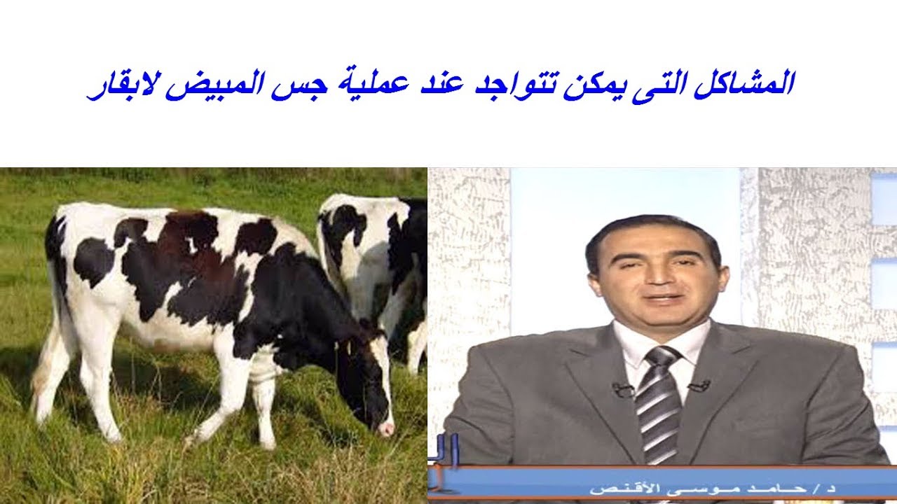 المشاكل التى يمكن تتواجد عند عملية جس المبيض ovarian examination الابقار والجاموس الحلابة