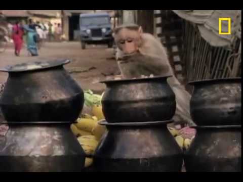 monkey-thieves-raid-people's-homes-|-national-geographic