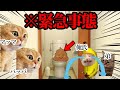 朝から大騒動!? 平和な家族でトイレ戦争が勃発した話 #猫ミーム #猫マニ