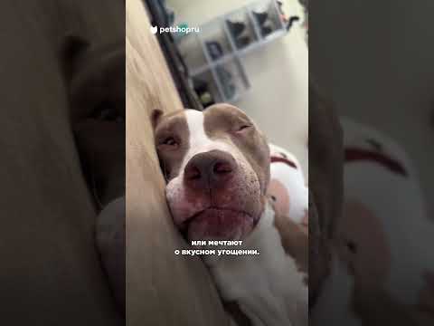 Три факта про собак 🐶 #интересныефакты #shorts